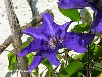 Clematis
