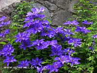 Clematis