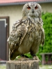 Eule