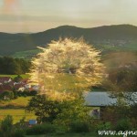 Fliegende-Pusteblume