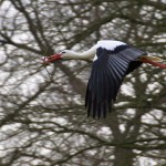 2011_02_23- 004 - Kopie