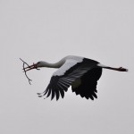 2011_02_23- 005 - Kopie