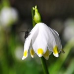 2011_03_20- 026 - Kopie