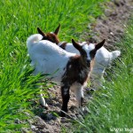 2011_04_20- 002 - Kopie