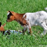 2011_04_20- 020 - Kopie