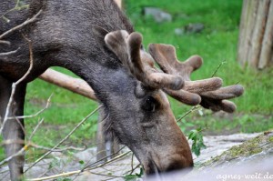 Skansen