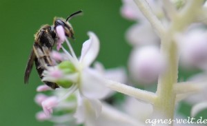 Planten un Blomen