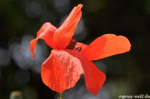 2011_07_12- 095