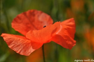 2011_07_12- 098