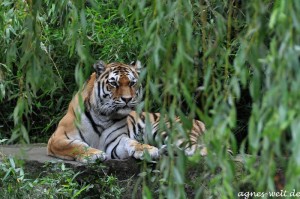 Allwetterzoo Münster