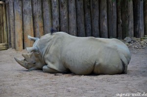 Allwetterzoo Münster