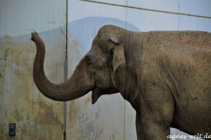 Allwetterzoo Münster