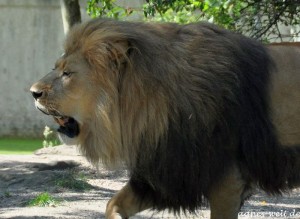 Allwetterzoo Münster