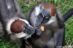 Allwetterzoo Münster Allwetterzoo Münster