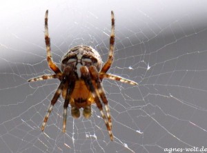 2011_08_15- 005 - Kopie (2)