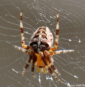 2011_08_15- 006 - Kopie