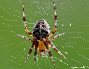 2011_08_15- 017 - Kopie - Kopie