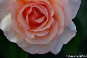 Rosen-Welt Rosen-Welt