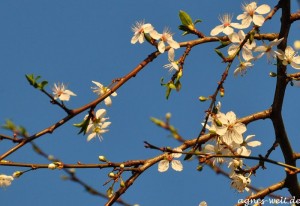 Obstbaumblüte