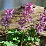 Lerchensporn Lerchensporn