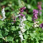 2012_03_25- 020 Lerchensporn