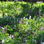 Lerchensporn Lerchensporn