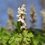 2012_03_25- 031 Lerchensporn