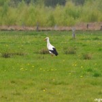 Storch im Venn