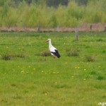 Storch im Venn