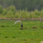 Storch im Venn