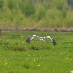 Storch im Venn