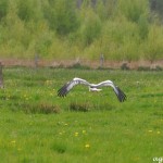 Storch im Venn