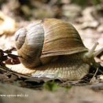 Schnecke