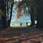 Romberg Park im November Romberg Park im November
