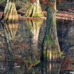 Romberg Park im November