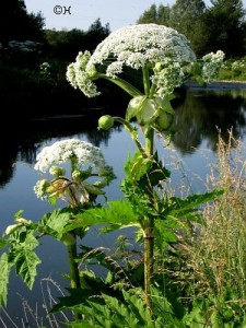 bojes_ganzbluemerant