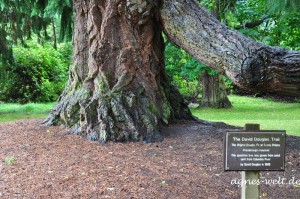 Douglas Fir