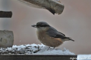 Vogelfütterung