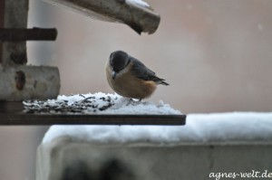 Vogelfütterung