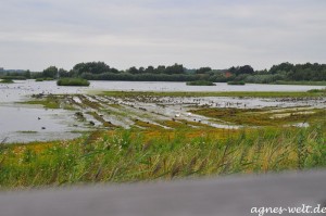 Rieselfelder Rieselfelder