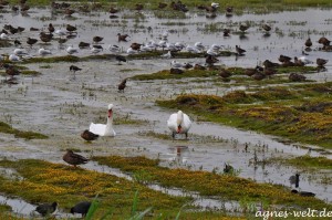 Rieselfelder Rieselfelder
