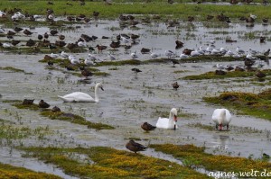 Rieselfelder Rieselfelder