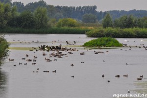 Rieselfelder Rieselfelder