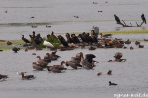 Rieselfelder Rieselfelder