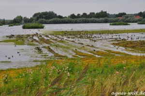 Rieselfelder Rieselfelder