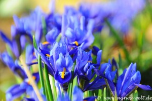 Die ersten Blüten im Kreislehrgarten Die ersten Blüten im Kreislehrgarten