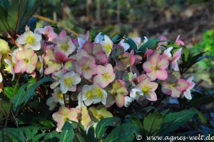 Die ersten Blüten im Kreislehrgarten Die ersten Blüten im Kreislehrgarten