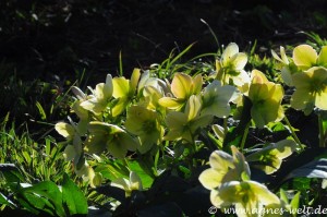 Die ersten Blüten im Kreislehrgarten Die ersten Blüten im Kreislehrgarten