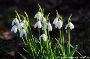 Die ersten Blüten im Kreislehrgarten Die ersten Blüten im Kreislehrgarten