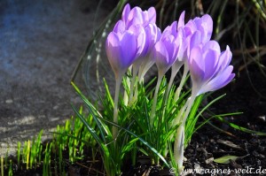 Die ersten Blüten im Kreislehrgarten Die ersten Blüten im Kreislehrgarten